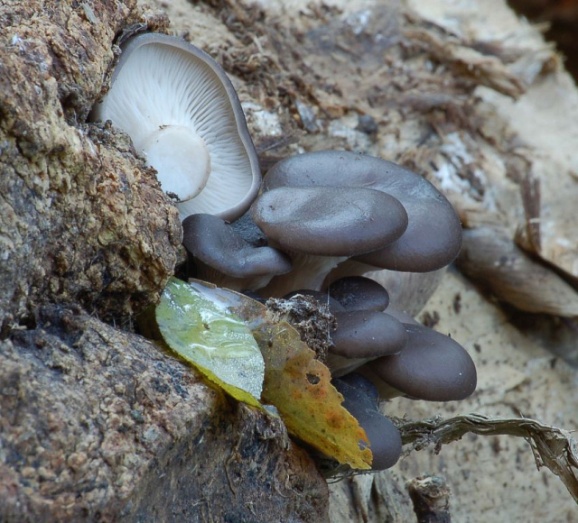 I lignicoli della Befana